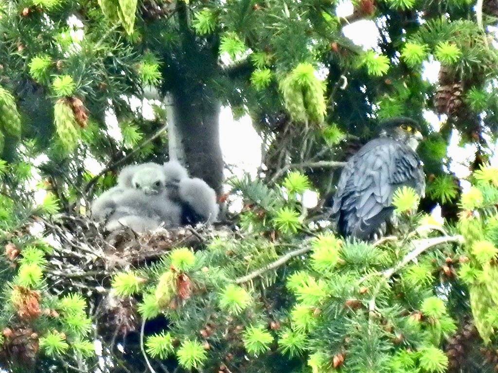 Merlin Nest 6/15/20a by mahlness is licensed under CC BY-NC-ND 2.0